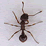 Ants II