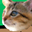 Fail Cat II