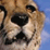 Cheetah Slayer Kill Hunt