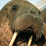 Walrus Slayer Kill Hunt