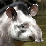 Tapir Slayer Kill Hunt