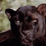 Panther Slayer Kill Hunt