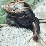 Snail Slayer Kill Hunt