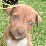Puppies!