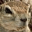 [KK]LiveActionSquirrel#15