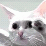 Longcat