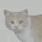 Star Day: CAT
