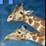 Animal Sudoku