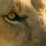 Lion Dressup!