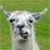 The Llama Game