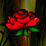 A Red Red Rose