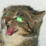 Cat Mac Attack