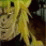 Jotaro Versus Dio