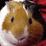 My Flash Guinea Pig
