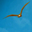 Nuclear Eagle