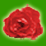 *Petals Around the Rose*