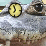 AlligatorClock BEGINS