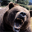 Friendly Bear Message