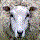 Truth about Sheep Sex 18+