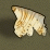 The Seashell