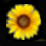 PowersoulsSunflower Intro