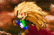Mario ball Z 3 preview