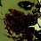 Feast of Flesh