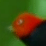 Doing the Bird Walk