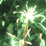 Bahamut's Bonfire Night