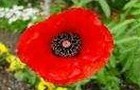 Rememberance day
