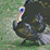 Turkey Shooter 3D