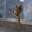 Halo:Field Survival Guide