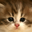 Adorable Kittens