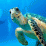 Click the turtle