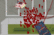 Blood car! 2000! Delux!