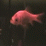 Aquatic Discussions