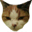 misle the cat