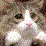 Wse014 Cats Picts 2!