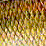 Carp [Stupid Carp]