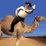 SSBB: Overslept Camel