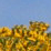 Field of Rainbow Flowers