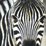 A zebra:)