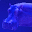 BlueHippo Dance