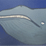 Whale Life