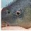 =Reflectamation=