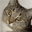 Socks The M.L. Cat