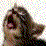 [KK] Cats Collab 2