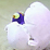 Dragon Claymation