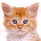 Pet The Kitten