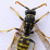 Bee.